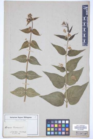 Asclepias vincetoxicum L.