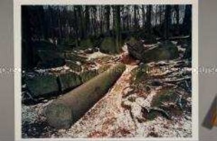 Römischer Steinbruch im Odenwald