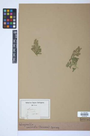 Selaginella uncinata (Desv.) Spring