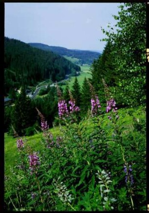 Feldberg, Bärental: vom Höhenweg ins Bärental, Vordergrund Blumen