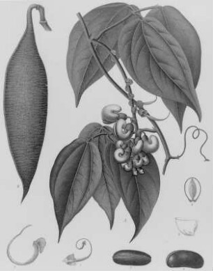 Kalabarbohne (Physostigma venenosum), farbig : Geographie | Wirtschaftsgeographie | Reizmittel, aetherische Öle und Duftstoffe liefernde Pflanzen | Tabak, Arzneipflanzen und Ölpflanzen