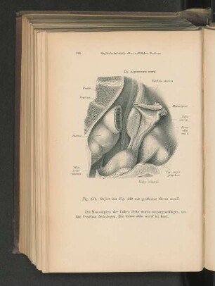 Fig. 451. Sagittalschnittserie eines weiblichen Beckens.