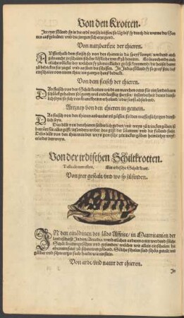 Von der irdischen Schiltkrotten. Testudo terrestris. Ein irdische Schilt krott.