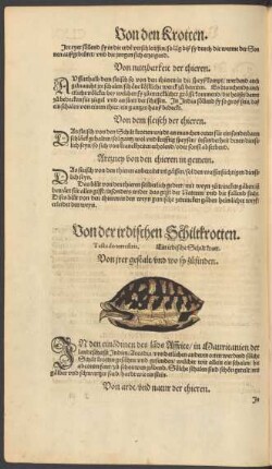 Von der irdischen Schiltkrotten. Testudo terrestris. Ein irdische Schilt krott.