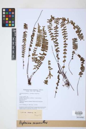 Asplenium monanthes