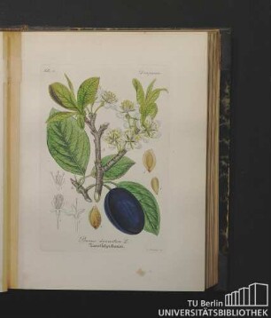Drupaceae. Prunus domestica L. Zwetschenbaum.