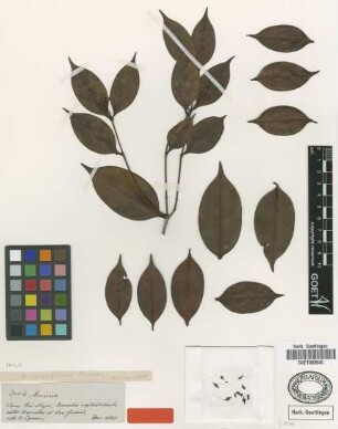 Mouriri subumbellata Triana [isotype]