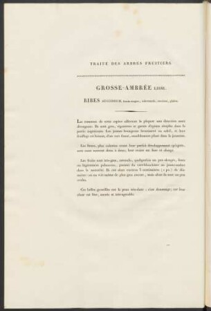 Grosse-Ambrée Lisse. Ribes Succineum ...