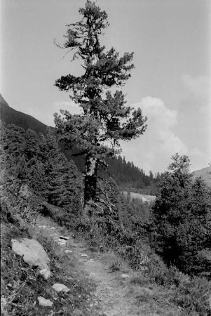 Baum : Alter knorriger Baum am Wegesrand.