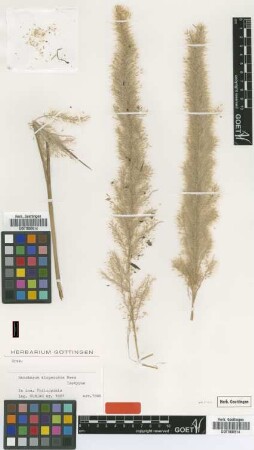 Saccharum alopecurus Nees [Isosyntype]
