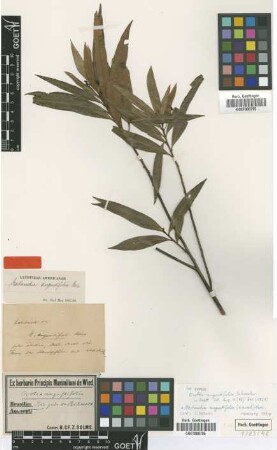 Nectandra angustifolia (Schrader) Nees [type]