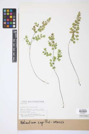 Adiantum capillus-veneris