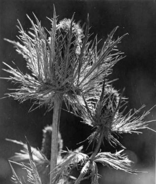 Distel