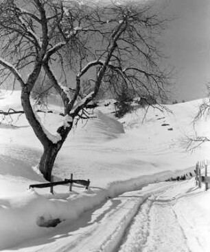 Winterbilder. Baum neben Loipe im tiefen Schnee