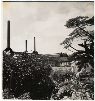 Werkgarten, Premnitz: Riesenbärenklau