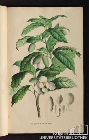 [Tab. 9.] Magnolia pumila Andr.