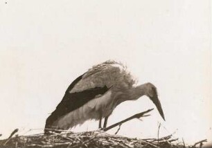 Bad Buchau. Weißstorch (Ciconia ciconia) sich kratzend