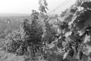 Staatliche Rebveredelungsanstalt Durlach. Weinbau am Turmberg