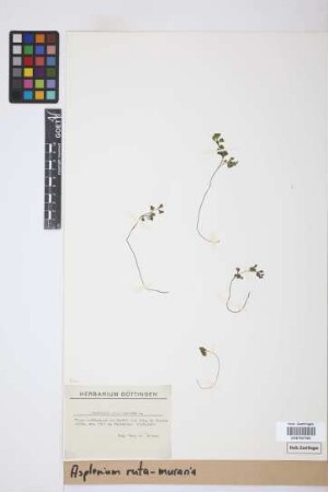 Asplenium ruta-muraria L.
