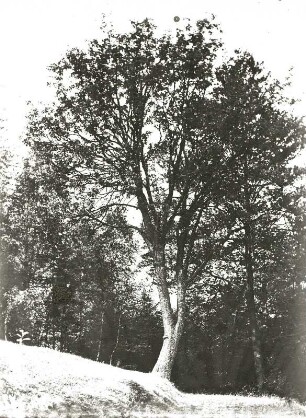 Elsbeere (Sorbus torminalis). Sächsische Schweiz, am Fußweg zwischen Kleinhennersdorf und Papstdorf