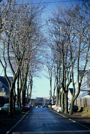 Bahnhofstraße in Richtung Ortsstraße mit Allee
