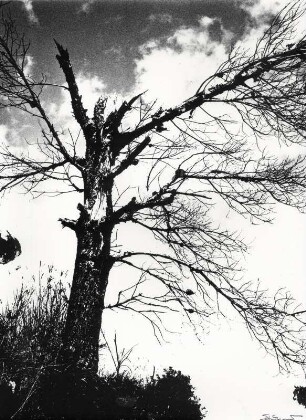 Vertrockneter Baum in der Provence, Fotografik