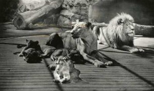 Dresden. Zoologischer Garten. Löwenfamilie Pascha (Panthera leo)