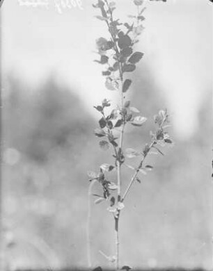 Strauch-Birke : Strauch-Birke (Betula humilis Linnaeus) am Federsee.