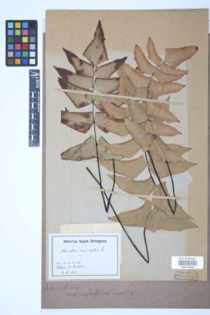 Adiantum macrophyllum Sw.