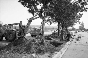 Umpflanzung von Platanen von der Durlacher Allee zum Ostring.