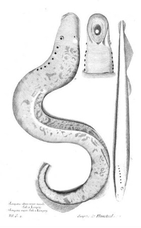 Tab G2