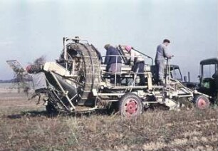Kartoffelsammelroder Typ E 675 im Einsatz