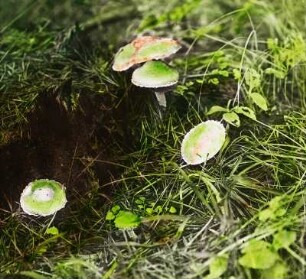 Grünspan-Träuschling : Grünspan-Träuschling (Stropharia aeruginosa)