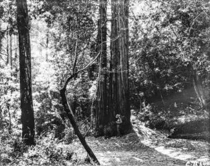 Muir Woods National Monument : Eingang zu einem Schutzgebiet, in dem Baumriesen des Küstenmammutbaums wachsen.