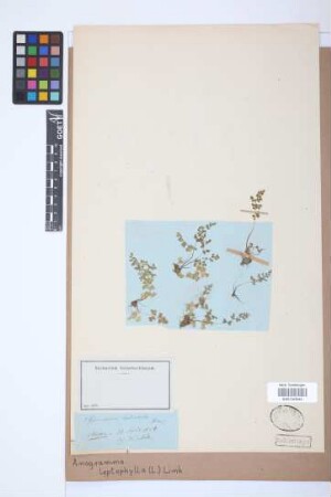 Anogramma leptophylla (L.) Link, 1841
