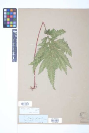 Selaginella haematodes (Kunze) Spring