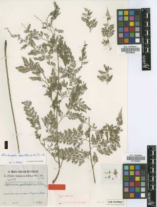 Asplenium spathulatum Peter [type]