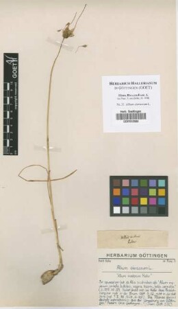 Allium oleraceum L.