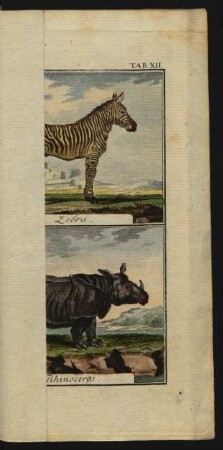 TAB. XII. Zebra. Rhinoceros