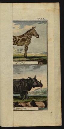 TAB. XII. Zebra. Rhinoceros