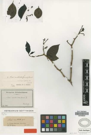 Neea constricta Spruce ex J.A.Schmidt