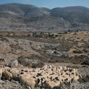 Kreta. Auftrieb zur Tränke vom Nida-Kampos, 1370m