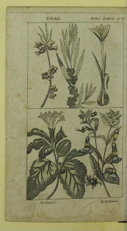 Stechapfel. Belladonna