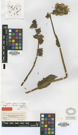 Senecillis carpathica Schott, Nyman & Kotschy [isotype]