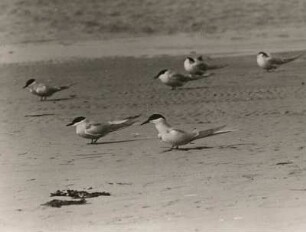 Küstenseeschwalbe (Sterna paradisea Brünn), Vögel am Strand