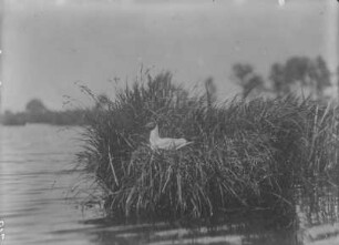 Lachmöwe : Lachmöwe (Chroicocephalus ridibundus Linnaeus) beim Brüten.