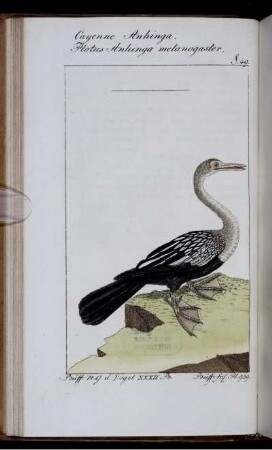 Cayenne Anhinga.