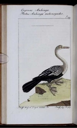 Cayenne Anhinga.
