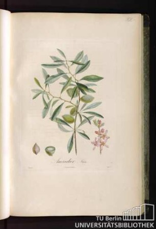 Pl. X. Amandier Nain.