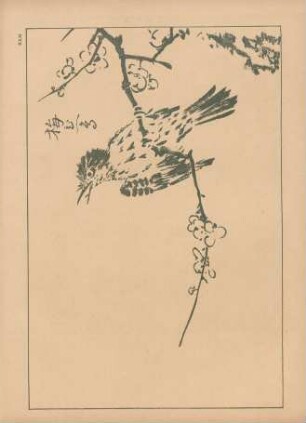 BAH. Vogel